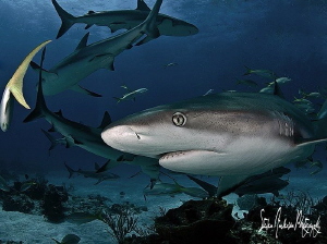 A beautiful day on the deeper reefs of the Bahamas by Steven Anderson 